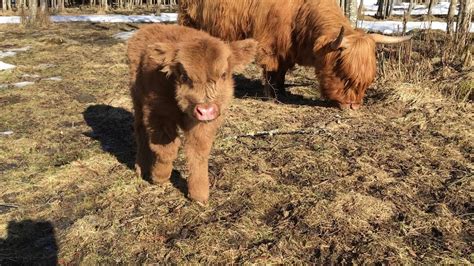 Scottish Highland Cattle In Finland Second New Fluffy Calf Of 2017