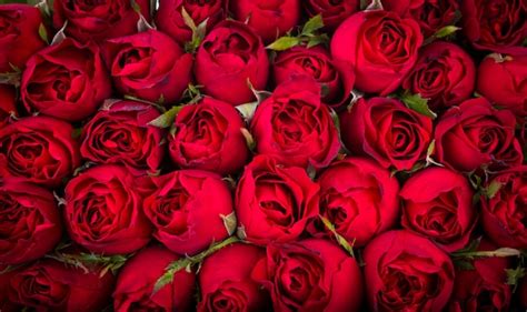 Czerwone Róże W Tle Darmowe Zdjęcie