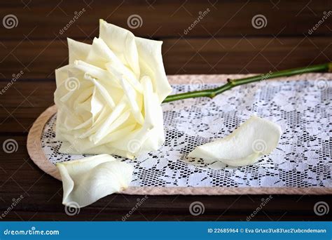 Still Life With Rose Stock Photo Image Of Fragility 22685964