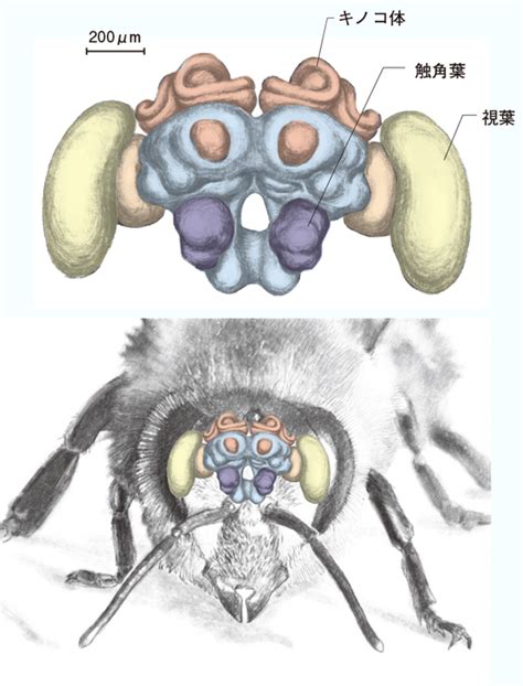 第4章 小型でハイスペックな脳の獲得―昆虫の脳 一色出版