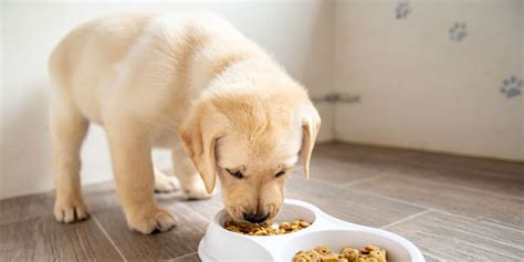 Dog food recall information & alerts | list updated in 2021. US Pet Food Recall Could Mean Danger for Your Dog or Cat ...