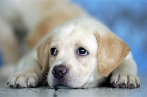 Cute Labrador Puppy Hd Desktop Wallpaper Widescreen High