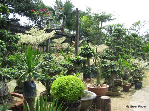 Discover the best of sungai buloh so you can plan your trip right. MY GREEN FINDER | Plant Vendors: Pun Sam Nursery