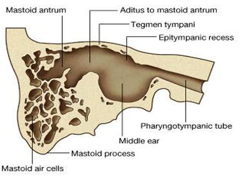 Mastoid Antrum Aditus To Mastoid Antrum Epitympanic Recess Middle