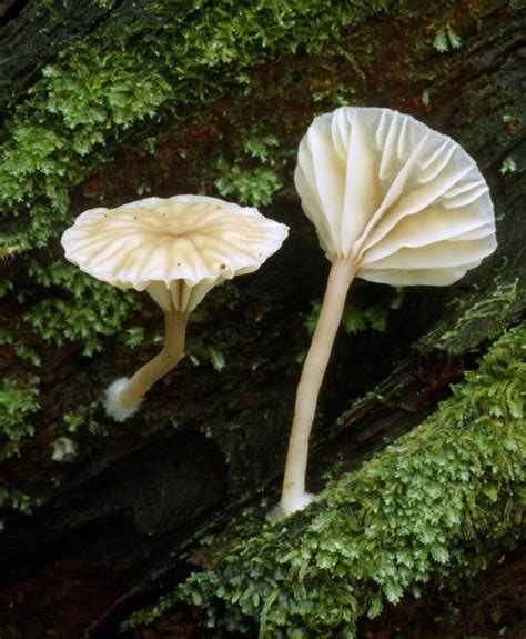 Pictorial Key To Mushrooms Of The Pacific Northwest Danny Miller Ed