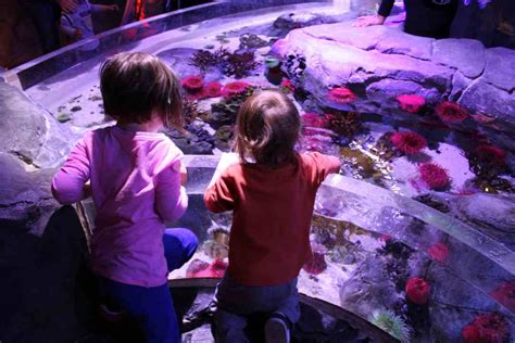Sea Life Aquarium At The Moa Everything You Need To Know