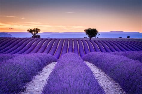 280 Lavender Hd Wallpapers And Backgrounds