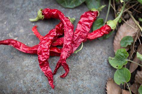 How To Dry Cayenne Peppers — Floranella