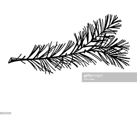 Pine Tree Branch High Res Vector Graphic Getty Images