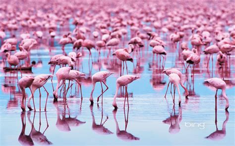 Sea Of Flamingos Pink Flamingos Flamingo Cute Animals