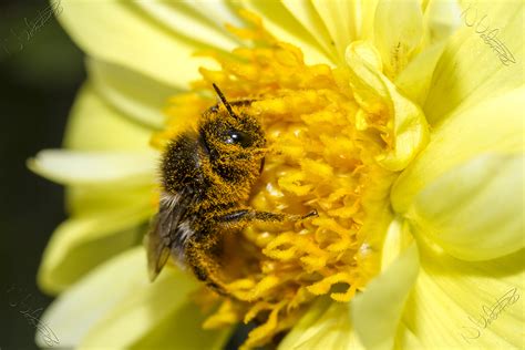 Free Images Plant Flower Petal Pollen Canon Yellow Garden