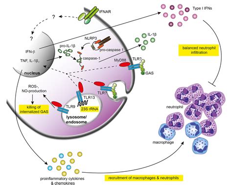 Figure From Responses Of Innate Immune Cells To Group A Streptococcus