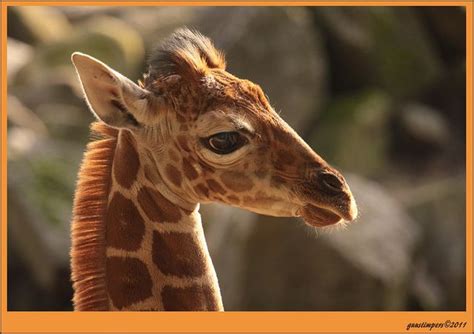 21okt11 Zoo Emmen Jonge Giraffe Giraffe Baby Giraffe Fluffy Animals