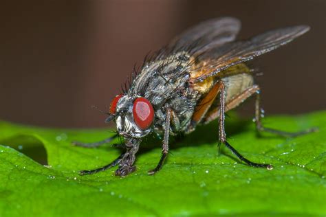 Prevent Flies From Spreading Germs With Pest Control Service