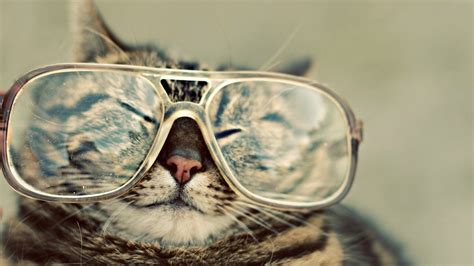 Free Download Funny Cat Wallpapers Funny Cat Stock Photos 1920x1080
