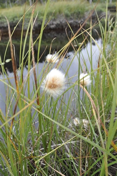 Chamissos Cotton Grass • Eriophorum Chamissonis Biodiversity Of The