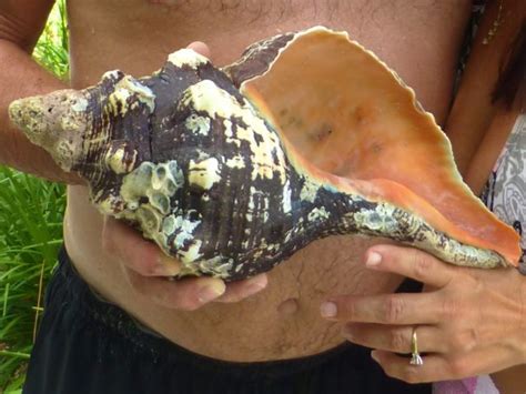 Wedding T From The Sea Sanibel Shells Sanibel Island Shells Sea