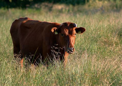 Danijos žalieji - Vikipedija | Cattle, Cattle farming, Farm animals