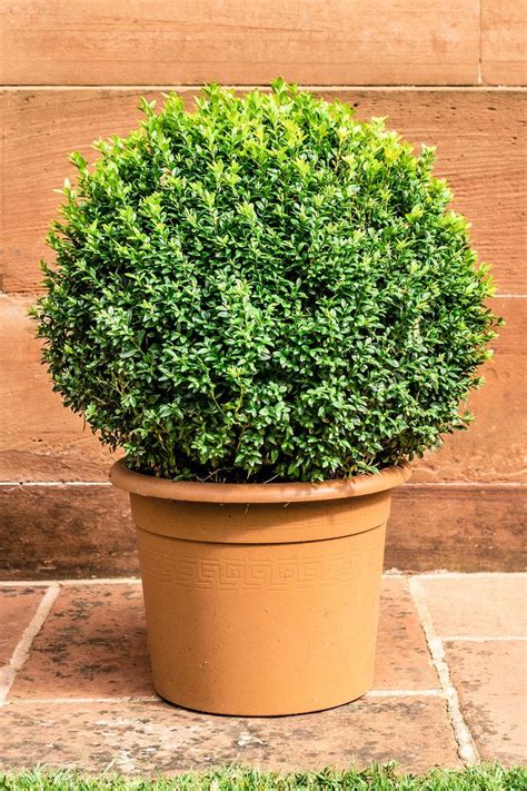 How To Care For Your English Boxwood Shrubs In 2020 Box Wood Shrub