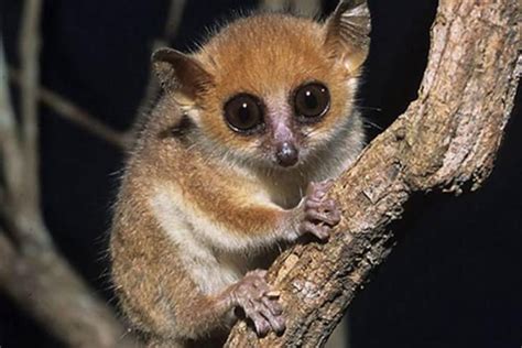 Lemuri Topi Scoperta Una Nuova Specie In Madagascar Lega Nerd