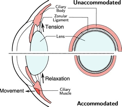 Figure The Process Of Accommodation When The Eye Is Focused At A