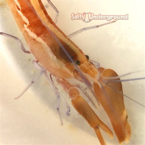 Salty Underground Pistol Shrimp Alpheus Ochrostriatus