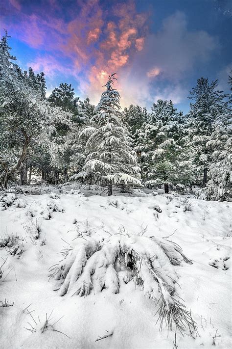 Mountain Light Iv Snowy Forest At Sunset Photograph By
