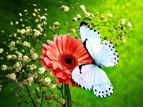 Alannah Brewis Wallpaper Butterflies And Flowers Images Blue Lock