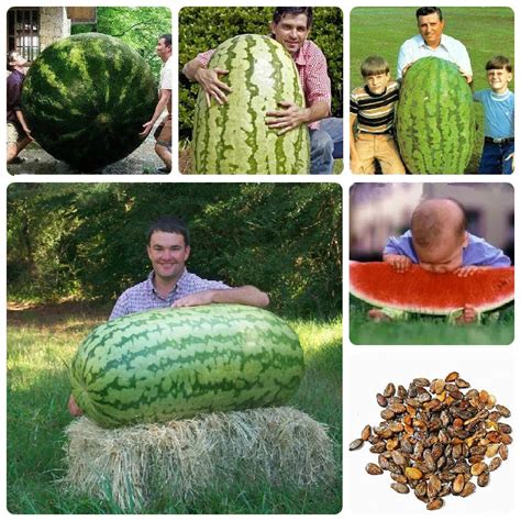 Fruit 50 Pcs Giant Watermelon Up To 40kg Huge Melon Very Sweet