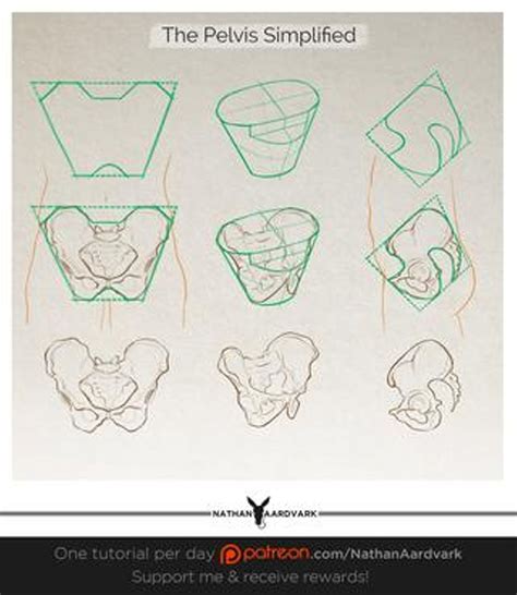 Official Post From Nathan Aardvark The Pelvis Is A Very Complex Shape