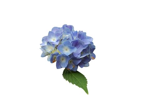 Bunga Png Biru Border Bunga Biru Png Makna Makna Yang Terkandung