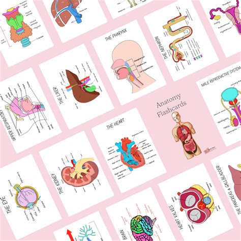 Master Anatomy And Physiology With These Essential Flashcards Detailed