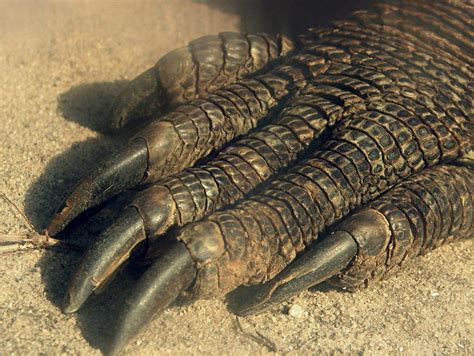Komodo Dragon Foot Explore Mona Huras Photos On Flickr M Flickr
