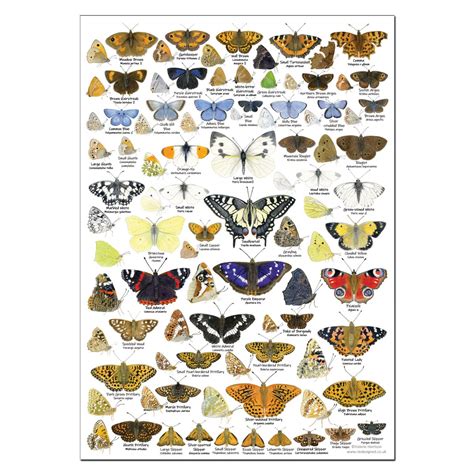 Identify Butterflies Poster