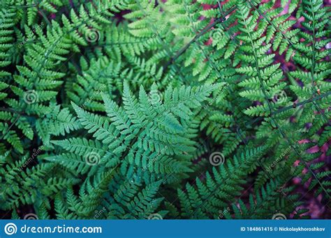 Hermosas Hojas De Helecho Verde En El Bosque Imagen De Archivo