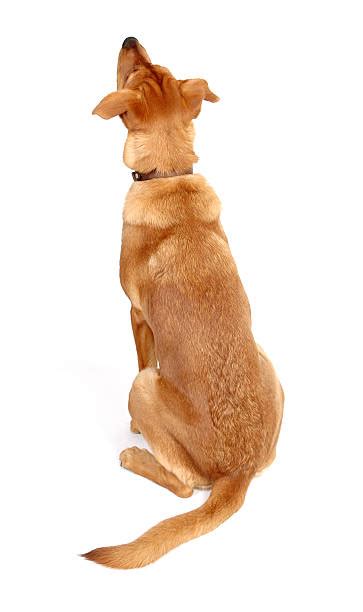Dog Rear View Stock Photos Pictures And Royalty Free Images Istock