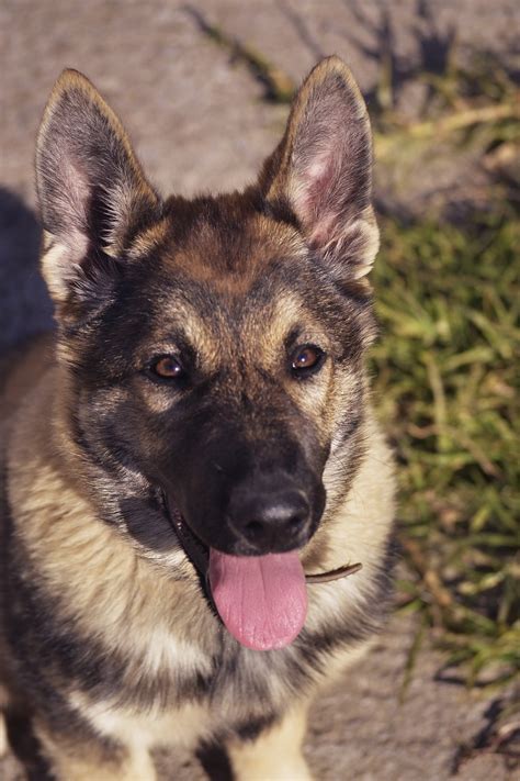 The 5 Types Of German Shepherds Which Breed Is For You