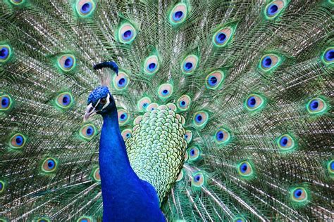 Indian Peacock National Bird Of India Bird Wallpaper