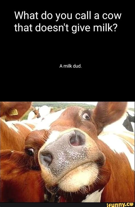 What Do You Call A Cow That Cant Produce Milk Maverickkruwsheppard