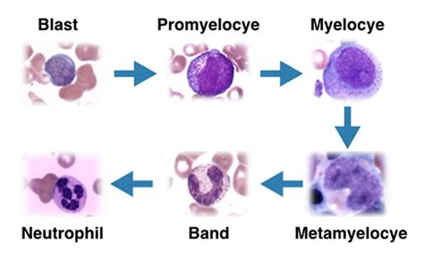 Myeloid Cells Lab