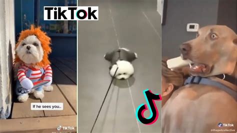 Tiktok Cutiees That Make You Go Aa Funny Dogs Of Tiktok Try Not
