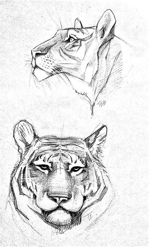 40 Free And Easy Animal Sketch Drawing Ideas And Inspiration · Brighter