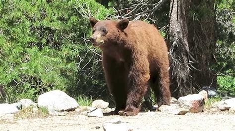 Black Bear Sighting Near Woods Creek Kings Canyon Youtube