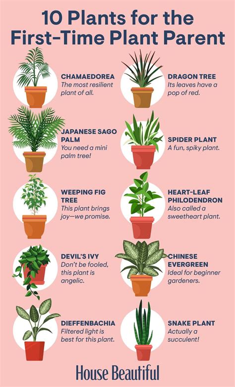 Houseplants That Are Perfect For Gardening Beginners Indoor Plants