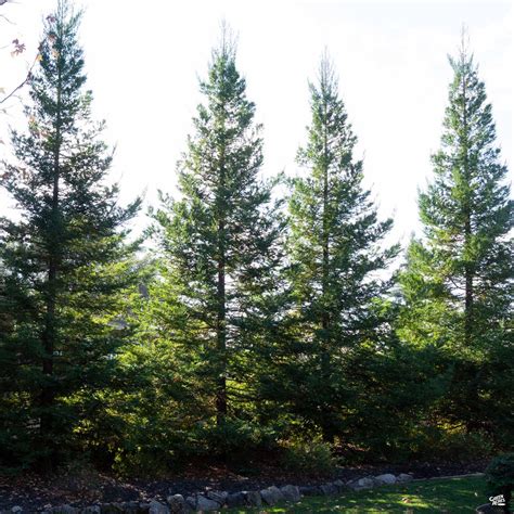 Coastal Redwood Soquel — Green Acres Nursery And Supply