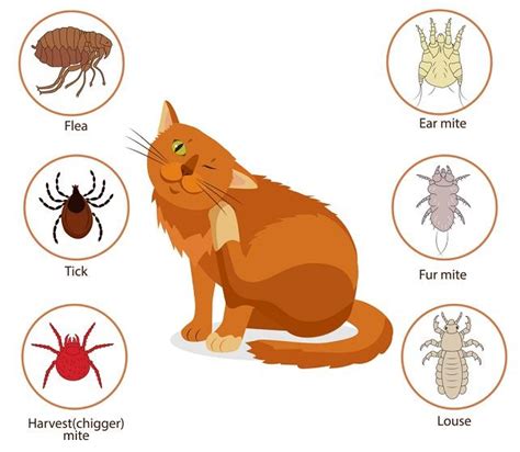 A Brief Guide On How To Get Rid Of Fleas On Cats