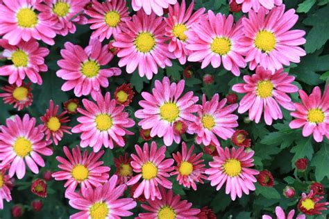 Pink Chrysanthemums Stock Photo Image Of Blooming Tenderness 91560816