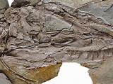 Giant Dinosaur Fossil Pictures