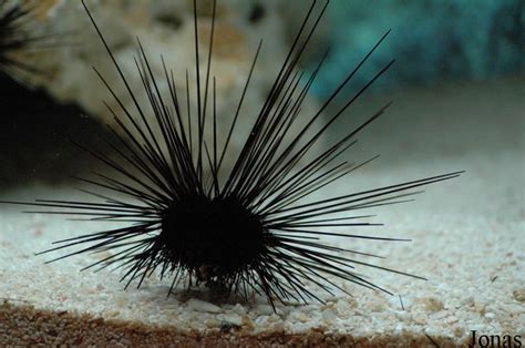 Diadema Antillarum Long Spine Sea Urchin Caribbean