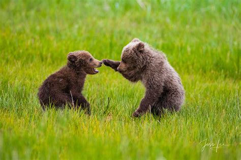 Grizzly Cubs Playing Your It Alaska Jess Lee Photography